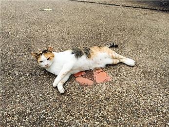 《神领编年史》新更新上线 SE移除D加密技术